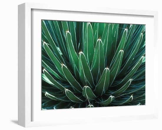 This Queen Victoria agave plant-Mallorie Ostrowitz-Framed Photographic Print