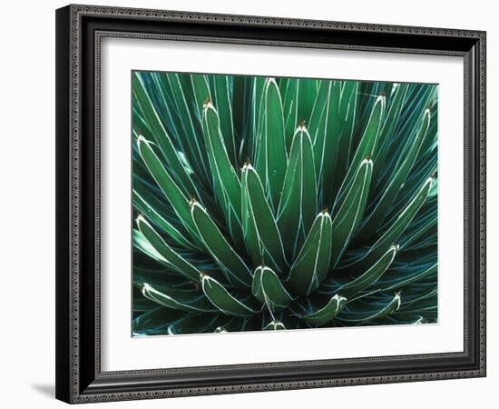 This Queen Victoria agave plant-Mallorie Ostrowitz-Framed Photographic Print