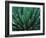 This Queen Victoria agave plant-Mallorie Ostrowitz-Framed Photographic Print