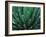 This Queen Victoria agave plant-Mallorie Ostrowitz-Framed Photographic Print