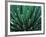 This Queen Victoria agave plant-Mallorie Ostrowitz-Framed Photographic Print