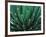 This Queen Victoria agave plant-Mallorie Ostrowitz-Framed Photographic Print