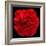 This Red Carnation-Steve Gadomski-Framed Photographic Print