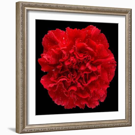 This Red Carnation-Steve Gadomski-Framed Photographic Print