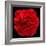 This Red Carnation-Steve Gadomski-Framed Photographic Print