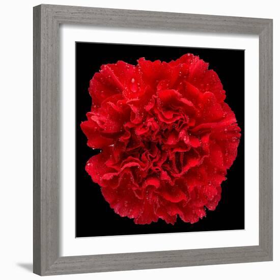 This Red Carnation-Steve Gadomski-Framed Photographic Print