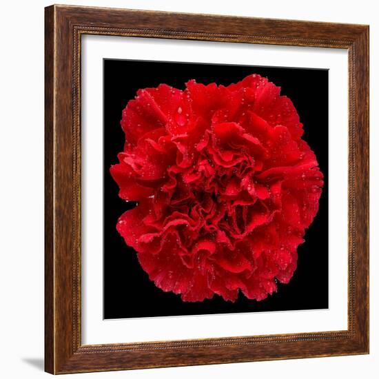 This Red Carnation-Steve Gadomski-Framed Photographic Print