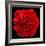 This Red Carnation-Steve Gadomski-Framed Photographic Print