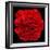 This Red Carnation-Steve Gadomski-Framed Photographic Print