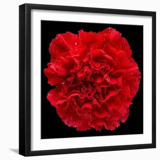 This Red Carnation-Steve Gadomski-Framed Photographic Print