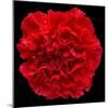 This Red Carnation-Steve Gadomski-Mounted Photographic Print