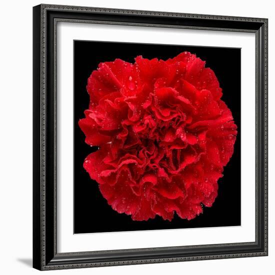 This Red Carnation-Steve Gadomski-Framed Photographic Print