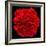 This Red Carnation-Steve Gadomski-Framed Photographic Print