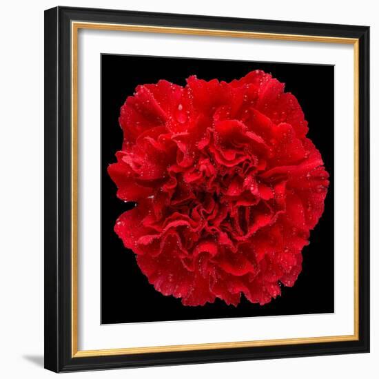 This Red Carnation-Steve Gadomski-Framed Photographic Print