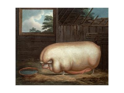 This Remarkable Animal Engraved By John Whessel C 1760 1823 1808 Giclee Print Benjamin Gale Art Com