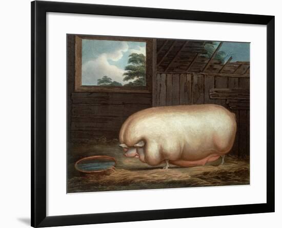 "This Remarkable Animal...", Engraved by John Whessel (C.1760-1823), 1808-Benjamin Gale-Framed Giclee Print