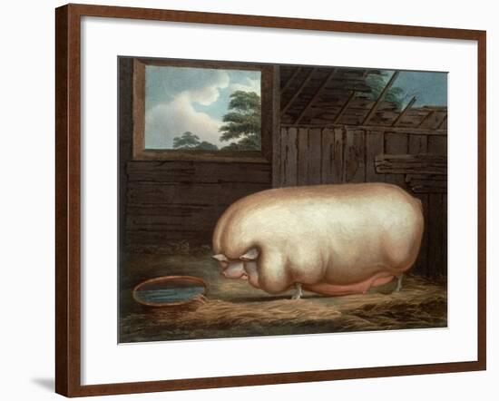 "This Remarkable Animal...", Engraved by John Whessel (C.1760-1823), 1808-Benjamin Gale-Framed Giclee Print