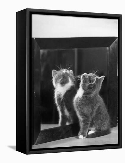 This Small Grey and White Kitten Stares up at the Ceiling While Sitting Next to a Large Mirror-Thomas Fall-Framed Premier Image Canvas