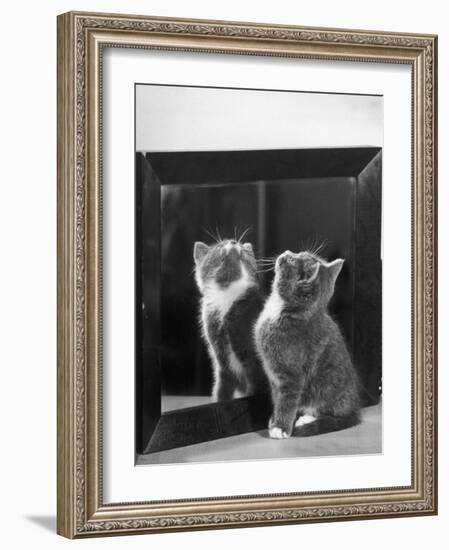 This Small Grey and White Kitten Stares up at the Ceiling While Sitting Next to a Large Mirror-Thomas Fall-Framed Photographic Print