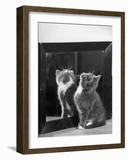 This Small Grey and White Kitten Stares up at the Ceiling While Sitting Next to a Large Mirror-Thomas Fall-Framed Photographic Print
