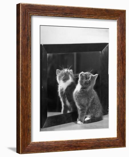 This Small Grey and White Kitten Stares up at the Ceiling While Sitting Next to a Large Mirror-Thomas Fall-Framed Photographic Print