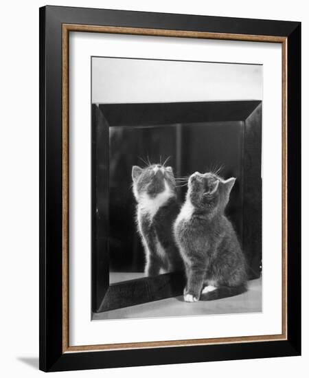 This Small Grey and White Kitten Stares up at the Ceiling While Sitting Next to a Large Mirror-Thomas Fall-Framed Photographic Print