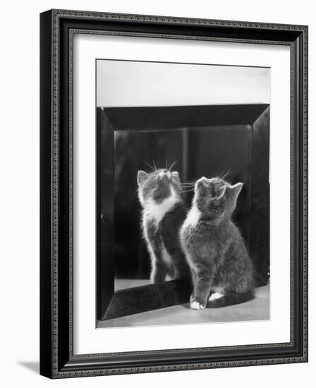 This Small Grey and White Kitten Stares up at the Ceiling While Sitting Next to a Large Mirror-Thomas Fall-Framed Photographic Print