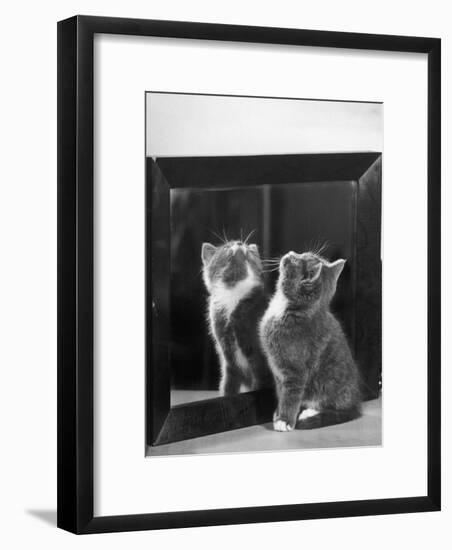 This Small Grey and White Kitten Stares up at the Ceiling While Sitting Next to a Large Mirror-Thomas Fall-Framed Photographic Print