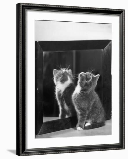 This Small Grey and White Kitten Stares up at the Ceiling While Sitting Next to a Large Mirror-Thomas Fall-Framed Photographic Print