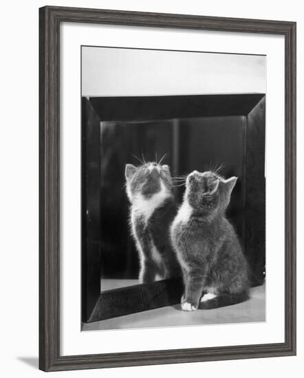 This Small Grey and White Kitten Stares up at the Ceiling While Sitting Next to a Large Mirror-Thomas Fall-Framed Photographic Print