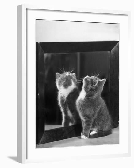 This Small Grey and White Kitten Stares up at the Ceiling While Sitting Next to a Large Mirror-Thomas Fall-Framed Photographic Print