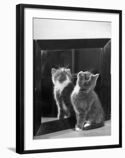 This Small Grey and White Kitten Stares up at the Ceiling While Sitting Next to a Large Mirror-Thomas Fall-Framed Photographic Print