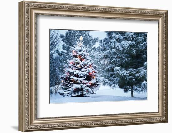 This Snow Covered Christmas Tree Stands out Brightly against the Dark Blue Tones of this Snow Cover-Ricardo Reitmeyer-Framed Photographic Print