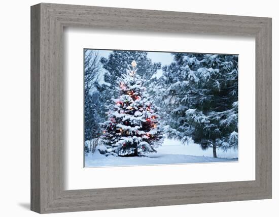 This Snow Covered Christmas Tree Stands out Brightly against the Dark Blue Tones of this Snow Cover-Ricardo Reitmeyer-Framed Photographic Print