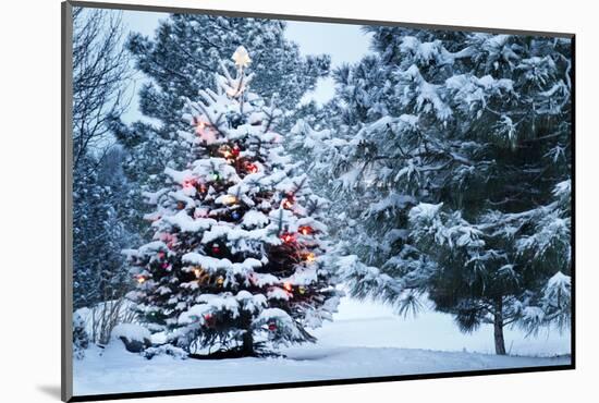 This Snow Covered Christmas Tree Stands out Brightly against the Dark Blue Tones of this Snow Cover-Ricardo Reitmeyer-Mounted Photographic Print