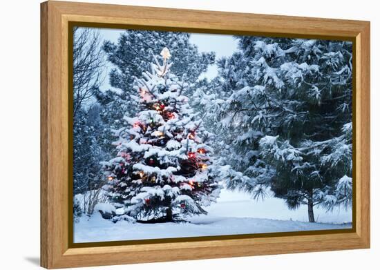 This Snow Covered Christmas Tree Stands out Brightly against the Dark Blue Tones of this Snow Cover-Ricardo Reitmeyer-Framed Premier Image Canvas