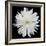 This White Chrysanthemum-Steve Gadomski-Framed Photographic Print