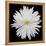 This White Chrysanthemum-Steve Gadomski-Framed Premier Image Canvas