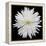 This White Chrysanthemum-Steve Gadomski-Framed Premier Image Canvas