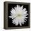 This White Chrysanthemum-Steve Gadomski-Framed Premier Image Canvas