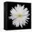 This White Chrysanthemum-Steve Gadomski-Framed Premier Image Canvas