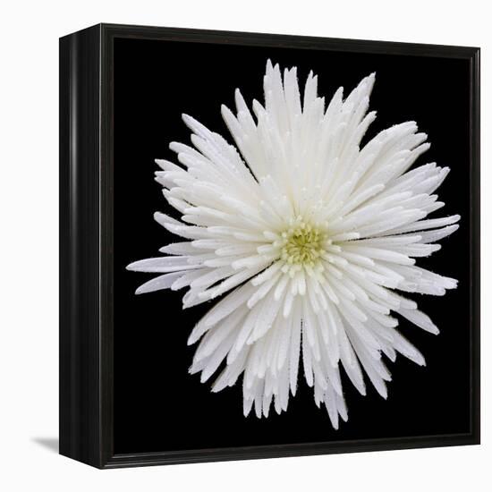 This White Chrysanthemum-Steve Gadomski-Framed Premier Image Canvas