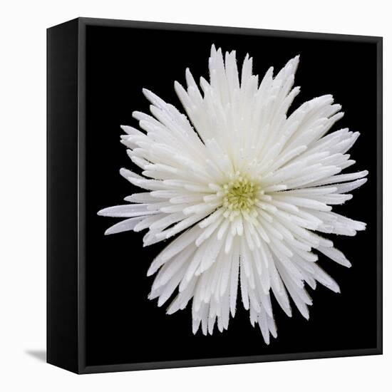 This White Chrysanthemum-Steve Gadomski-Framed Premier Image Canvas