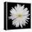 This White Chrysanthemum-Steve Gadomski-Framed Premier Image Canvas