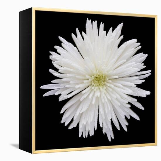 This White Chrysanthemum-Steve Gadomski-Framed Premier Image Canvas