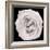 This White Rose-Steve Gadomski-Framed Photographic Print