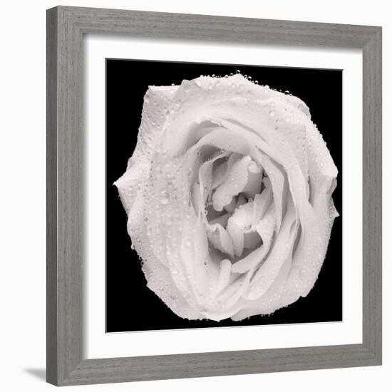 This White Rose-Steve Gadomski-Framed Photographic Print