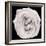 This White Rose-Steve Gadomski-Framed Photographic Print