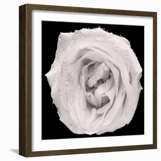 This White Rose-Steve Gadomski-Framed Photographic Print