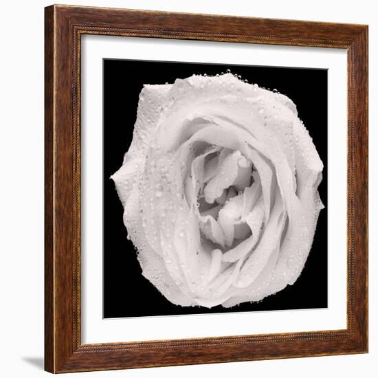 This White Rose-Steve Gadomski-Framed Photographic Print